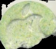 Apple sample 2893