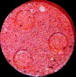 Red Bowling Ball sample 2983