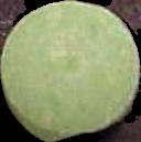 Green Martian sample 302