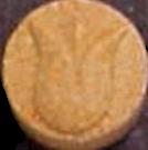 Tulip sample 305