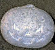 Purple Pumpkin sample 3864