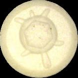 Schildkroete sample 4014