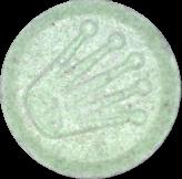Krone (Rolex) sample 4024