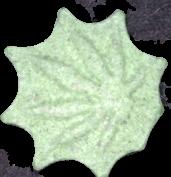 Hanfblatt sample 4146