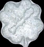 Kleeblatt sample 4303