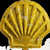 Shell sample 4356