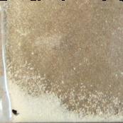 MXE sample 4378