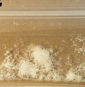 4-FA sample 4379