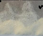 4-AcO-DMT sample 4499