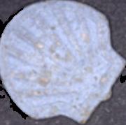 Shell sample 4562