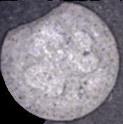 Kleeblatt sample 4564