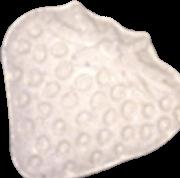 Erdbeere sample 4566