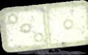 Dominostein sample 4569