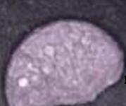 Rolex 1 pill — lab-tested sample