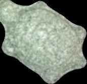 Schildkröte pill — lab-tested sample