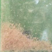 MDMA Decent sample 5226
