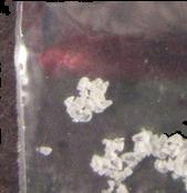 2F-DCK sample 5346