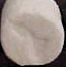 Fish sample 548