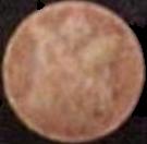 Tulip sample 586