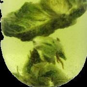 Marijuana sample 6171