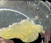 Toad Toxin sample 6501