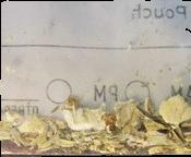 Psilocybe cubensis sample 6712