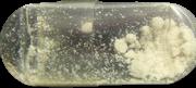 MAF sample 6717