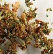 Cannabis sample 6979