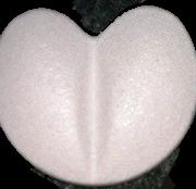 Herz sample 7009