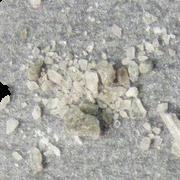 Black Molly sample 7295