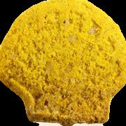 Shell sample 7582