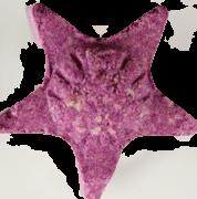 Stern sample 7851