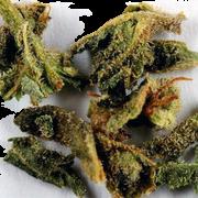 Cannabis sample 8169