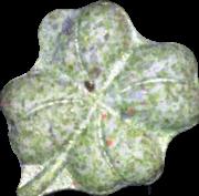 Kleeblatt sample 8298