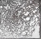 Tianeptine sample 8771