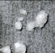 Primobolan sample 8940