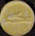 Crocodile sample 913