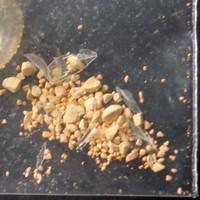 5-MeO-DMT lab-tested pill
