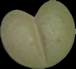 Corazón (Amarillo claro) (Front) sample 2020-01-16_corazn_amarilloclaro