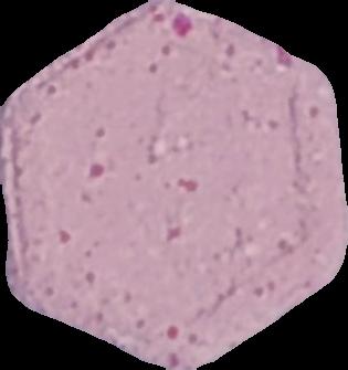 Phillip Plein (Rosa Claro) - MDMA 17mg (Front) pill — lab-tested sample
