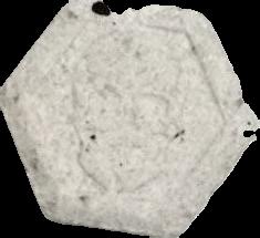 Phillip Plein (Gris) - MDMA 260mg (Front) sample 2021-11-26_phillipplein_gris