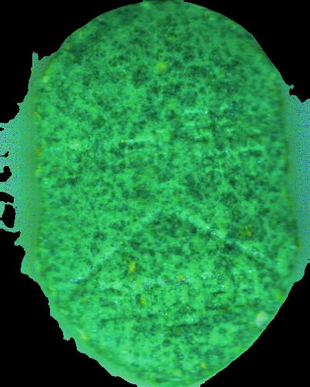 (Verde) - MDMA 165mg (Front) pill — lab-tested sample