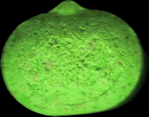 Halloween (Verde Claro) - MDMA 100mg (Front) pill — lab-tested sample