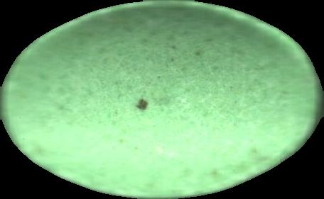 No logo (Verde Claro) (Front) pill — lab-tested sample