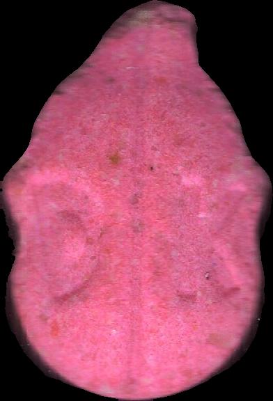Donkey Kong (Rosa) - MDMA 156mg (Front) sample 2025-11-13_donkeykong_rosa