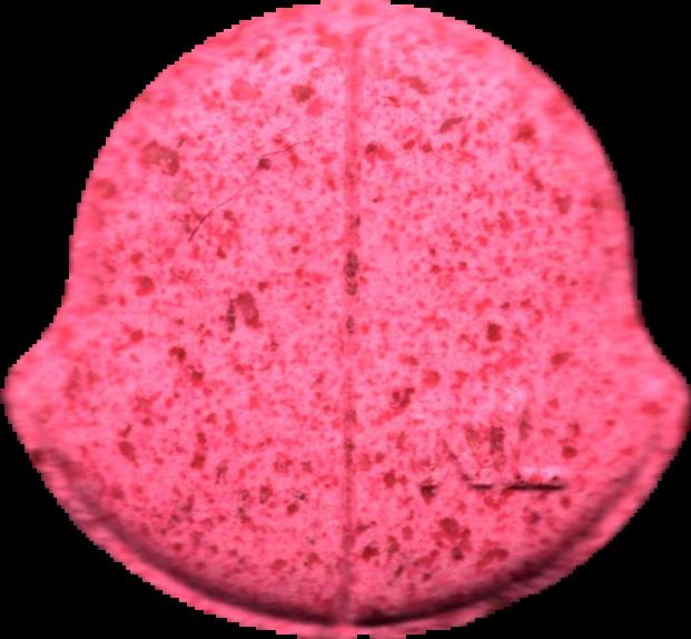 Moncler (Rosa) - MDMA 151mg (Front) sample 2026-05-19_moncler_rosa