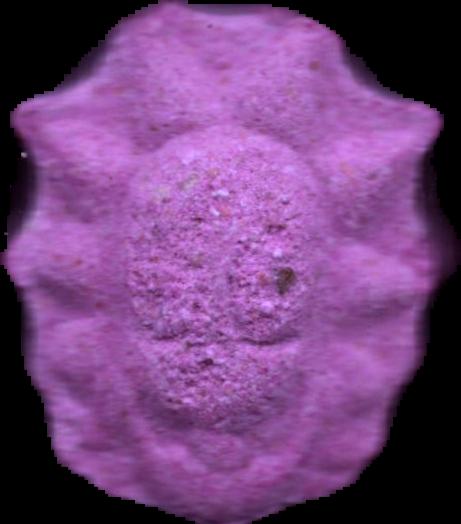 Morty (Morado) - MDMA 204mg (Front) sample 2026-05-26_morty_morado