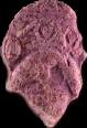 Master Roshi / Dragonball (MDMA) pill — lab-tested sample