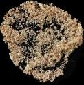 Dicloqualon verkauft als Methaqualon sample 56c94fe7-5e48-f111-bec7-6045bd2a62e7