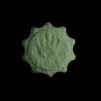 Rolex (MDMA) sample 9ede9240-6824-f111-8342-0022481329be